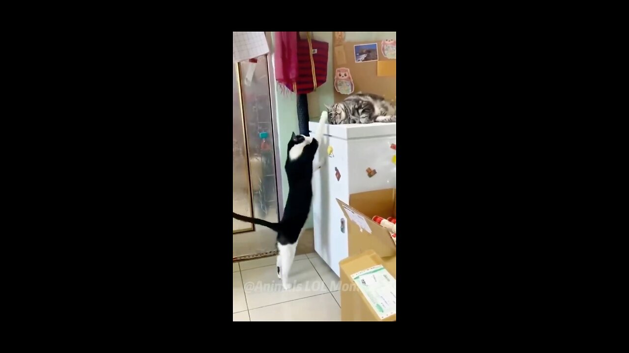 Kitty cat 🐈 fighting 😀, funny video 😂