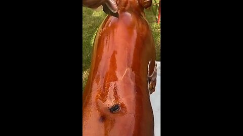 Roast suckling pig looks delicious