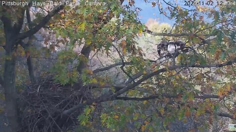 Hays Eagles Dad then Mom great flyoffs ! 2020 11 02 1203pm