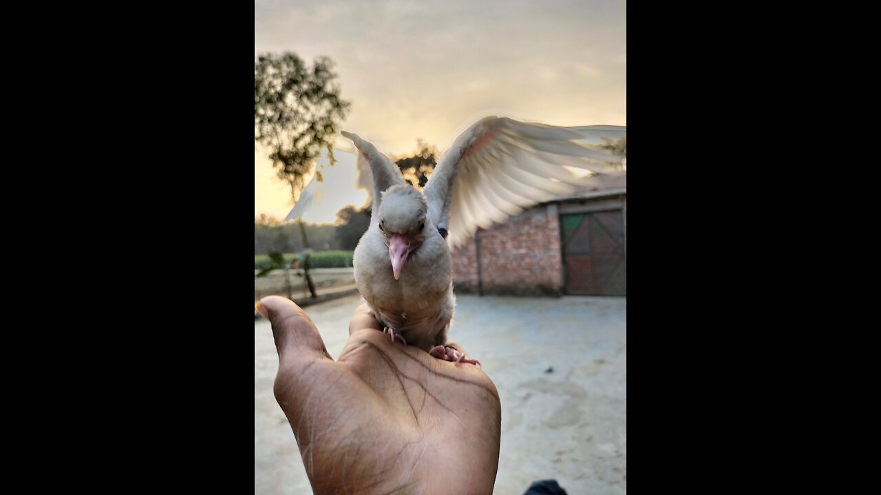 What is the Bird name Please comment me guys