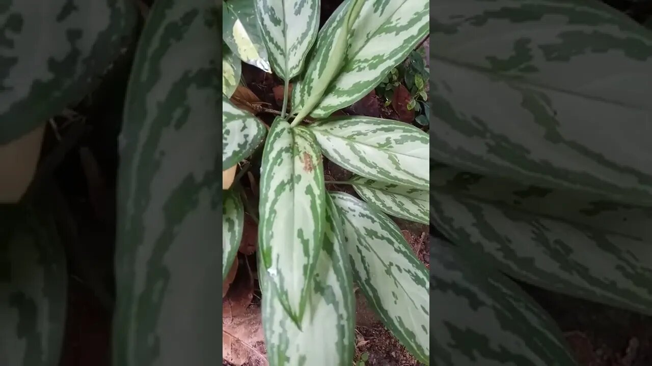 Habarala | Giant Taro Tree | Alocasia macrorrhizos #shorts