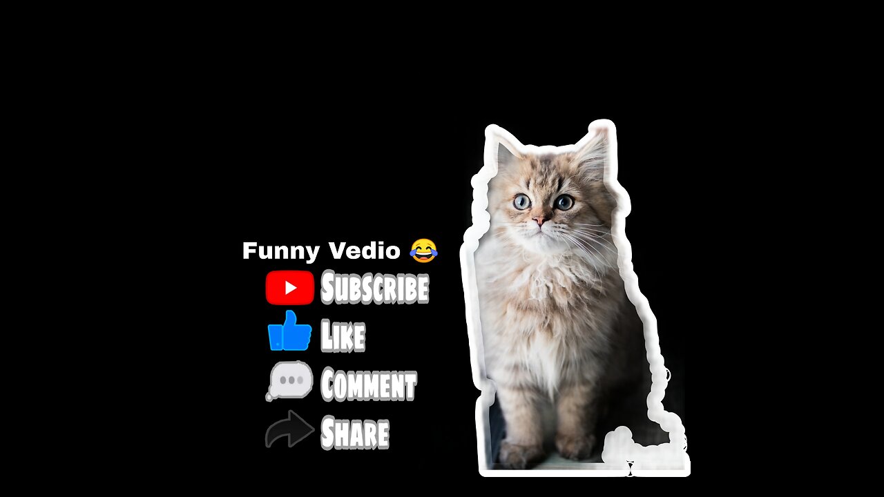 Funny Cat Video