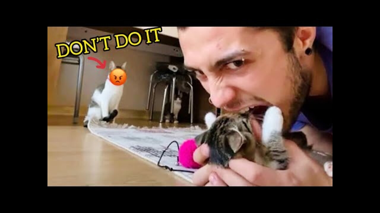 Cats Attacking People Compilation | Cat Slapping Their Owner | Funny Cat Videos