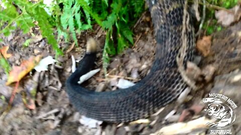 Haneyville ATV Trail Rattlesnake