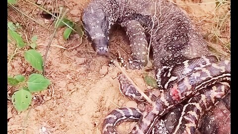 A fight between a large snake and a Komodo dragon