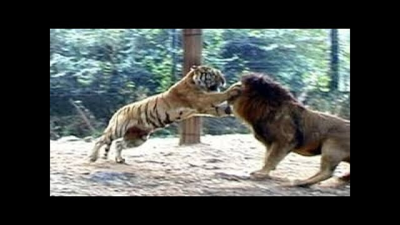 Lion vs Tiger to the death