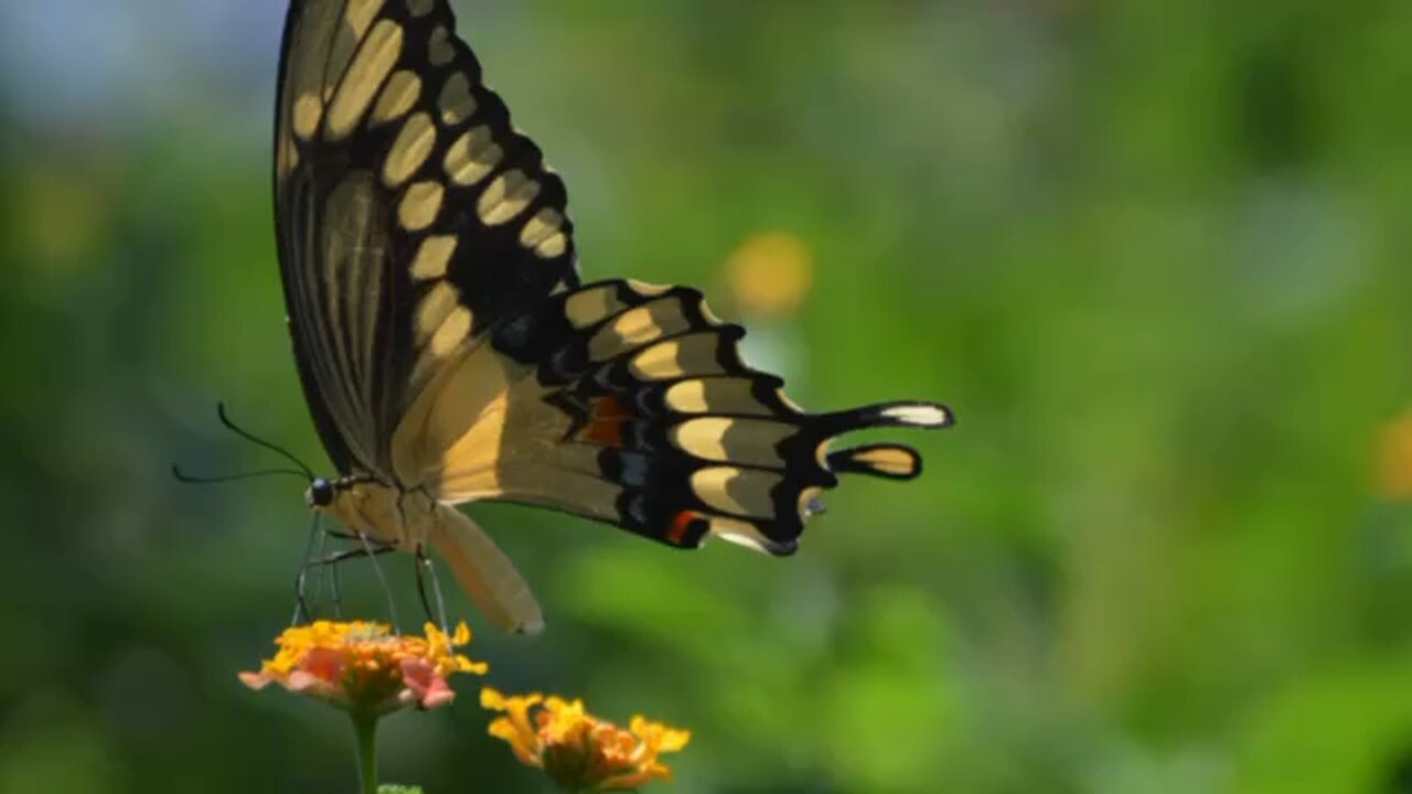 Butterflies over the years