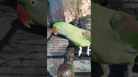 Lovely Parrot