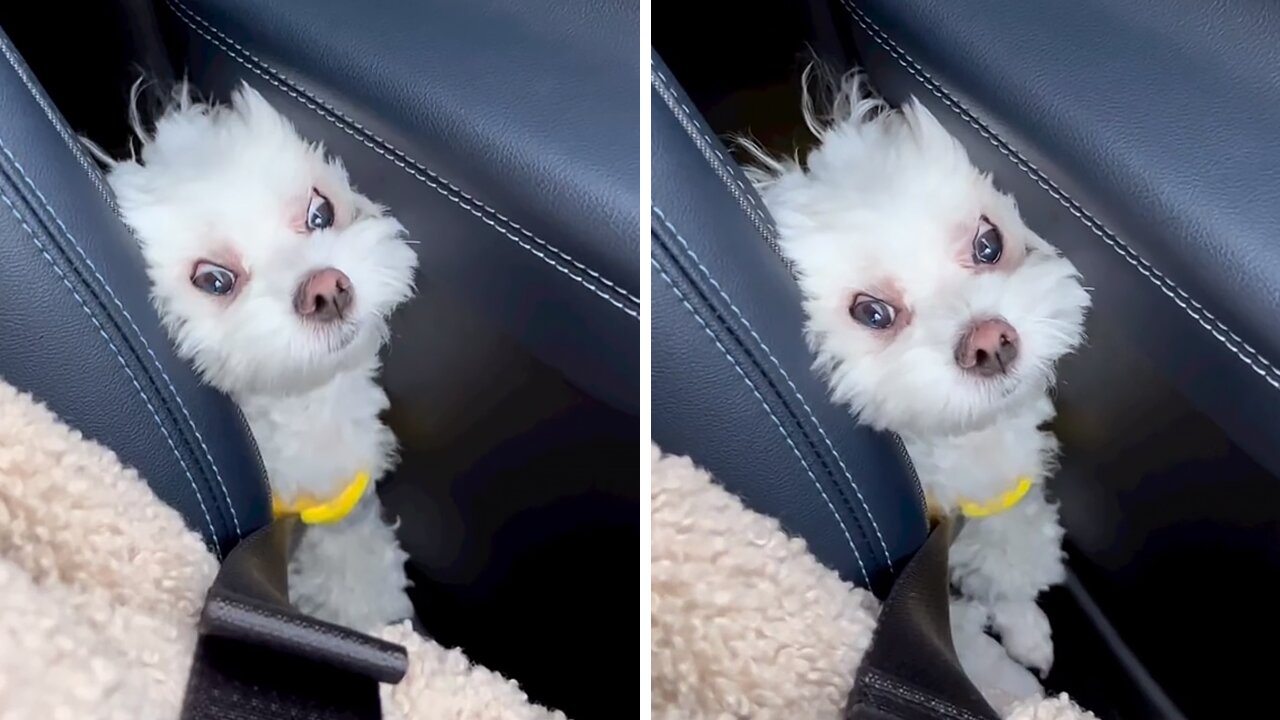 Pup Gets Stuck In Hilarious Attempt To Claim Front Seat