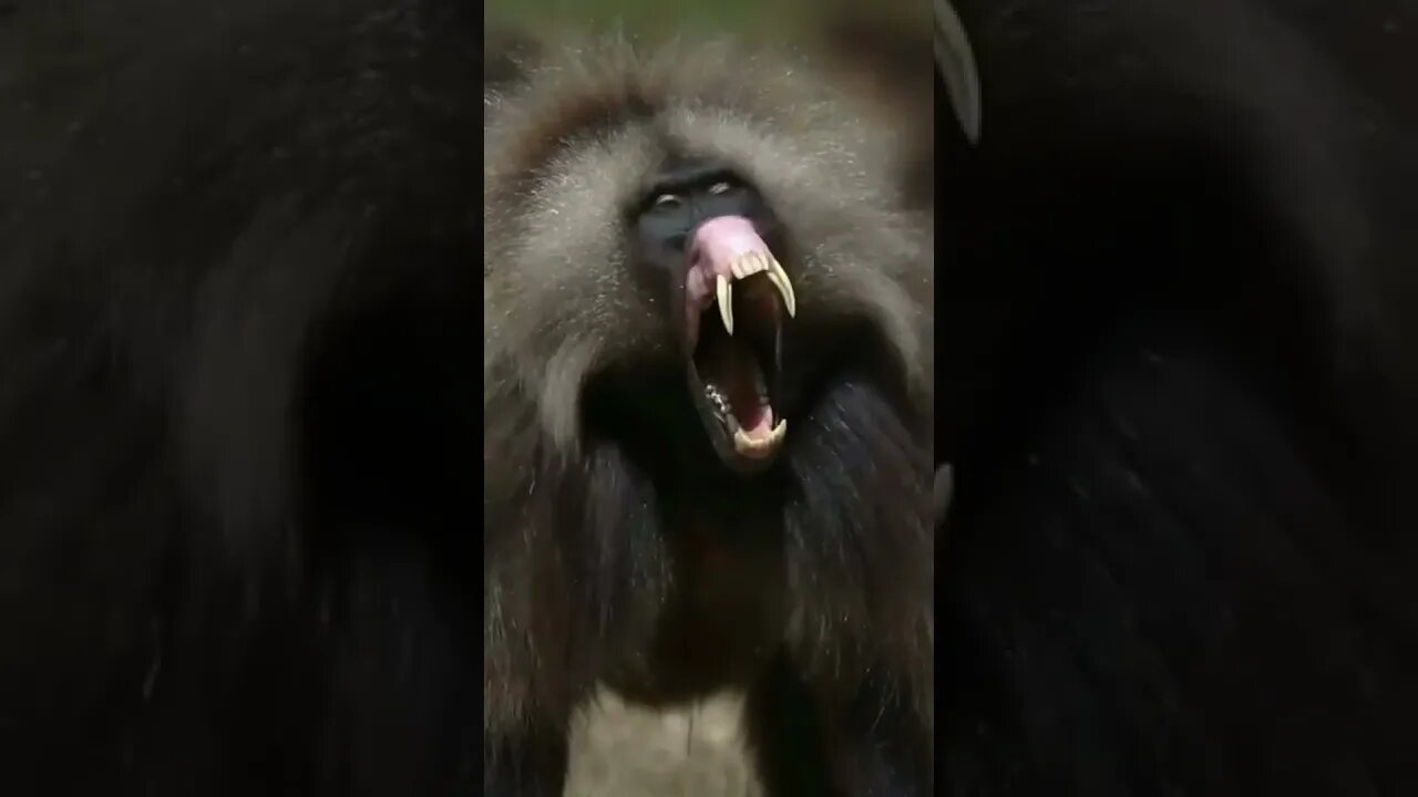 look at the size of the monkey's teeth 😱😱 #shorts