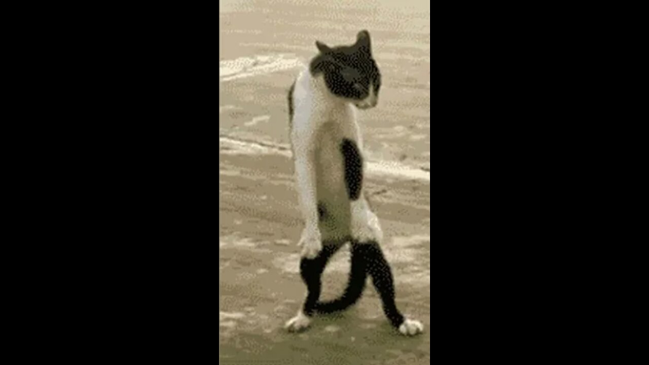 Funny cat 😽 vs Gun 🔫 - Funny Animals 😂 playing dead on finger shot Compilation -- Animal Gags