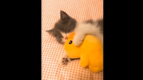 💗Cute And Funny Pets