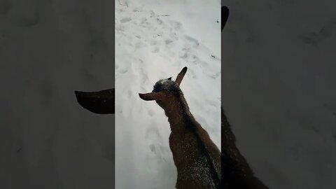 Goats Helping Me With Chores
