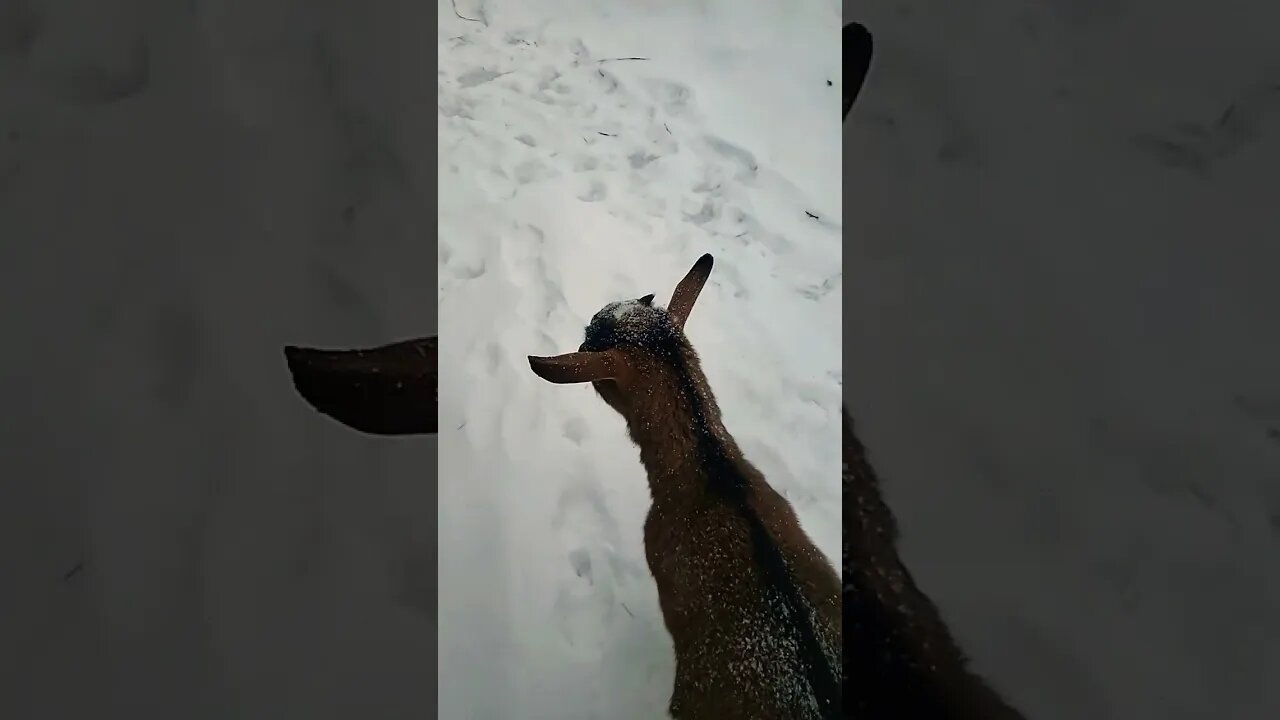 Goats Helping Me With Chores