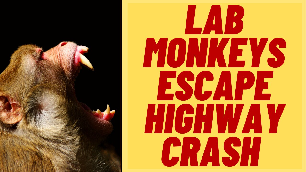 100 Lab Monkeys In Crash Enroute To CDC Quarantine Facility