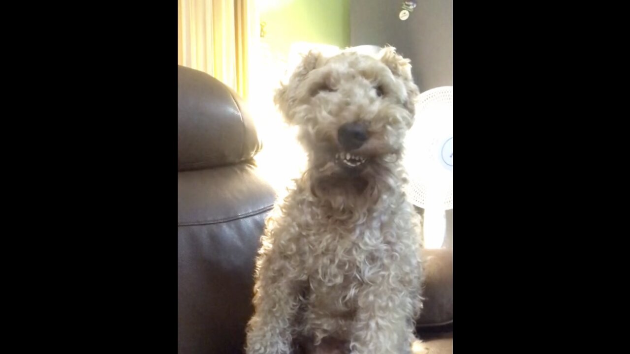 The Glorious Potus Dog Sits on the Couch