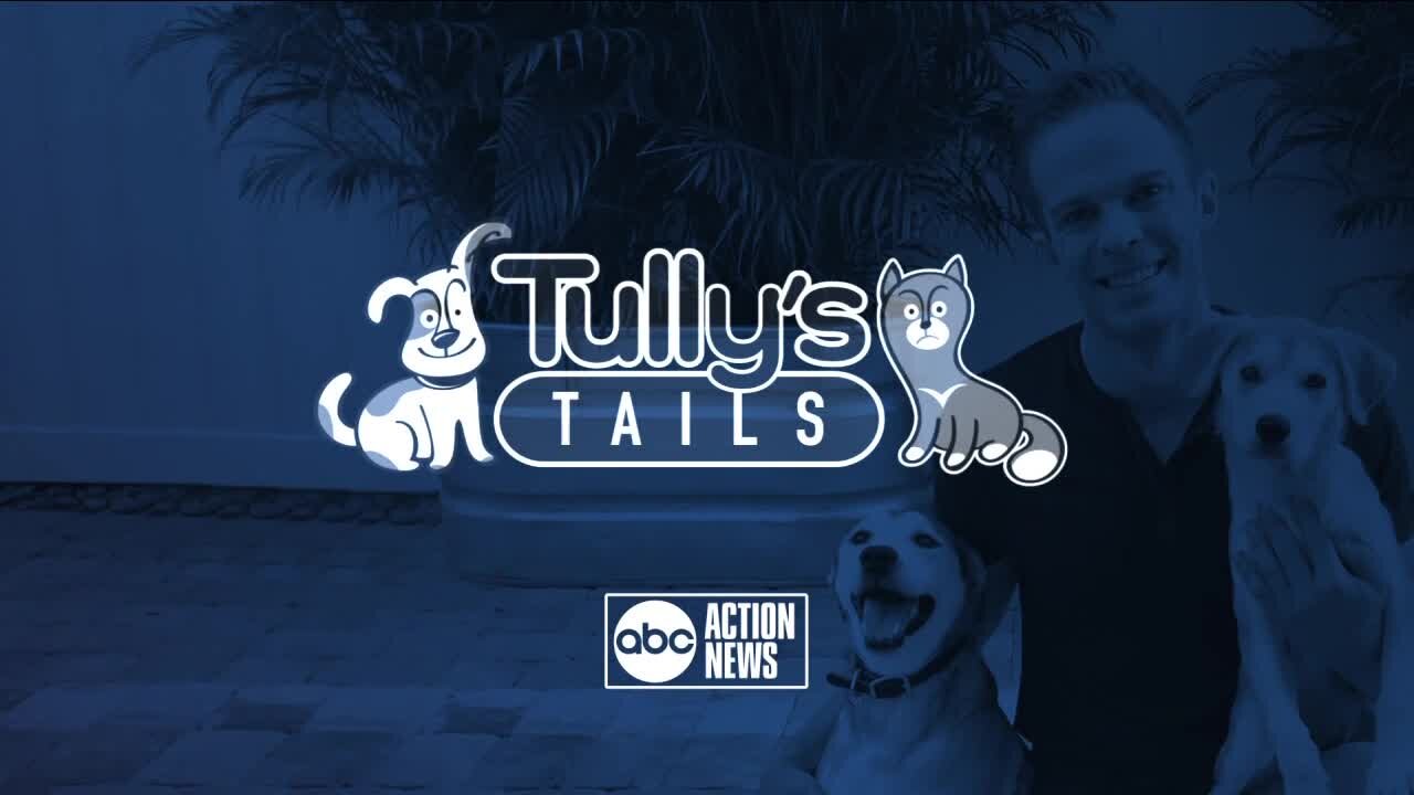 Tully's Tails: Professional Pets Florida