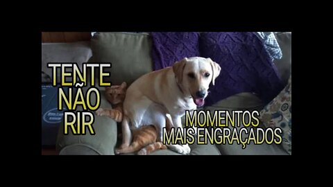 TENTE NÃO RIR - MOMENTOS MAIS ENGRAÇADOS DOS ANIMAIS 😆