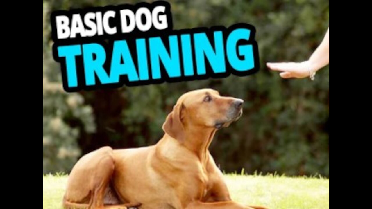 Top 10 Commands Every Dog Should Know