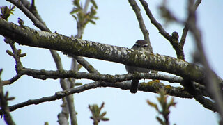 Bewick's Wren