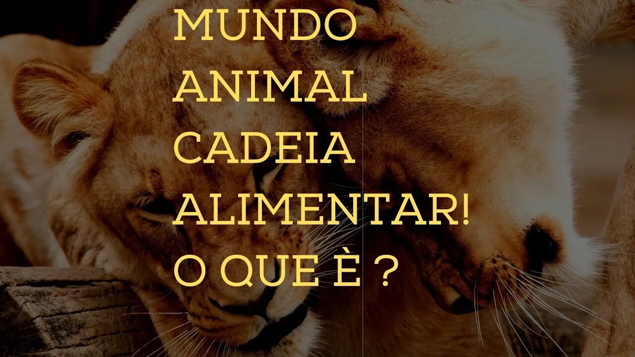 Mundo Animal - Cadeia Alimentar! O que é ???