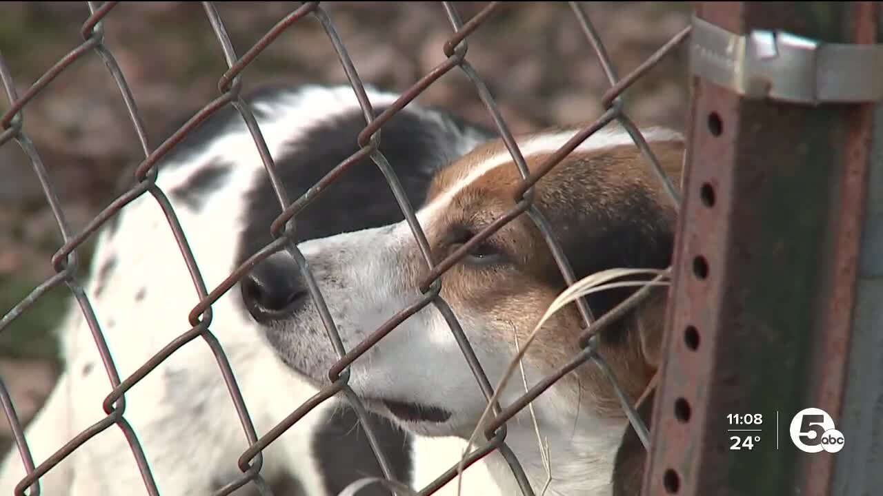 Shelters overcrowded after police rescue more than 40 dogs from Lakewood home