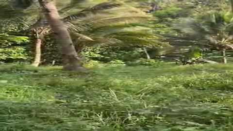 2-Our Land for Future Mountain Home Eden Area Philippines?
