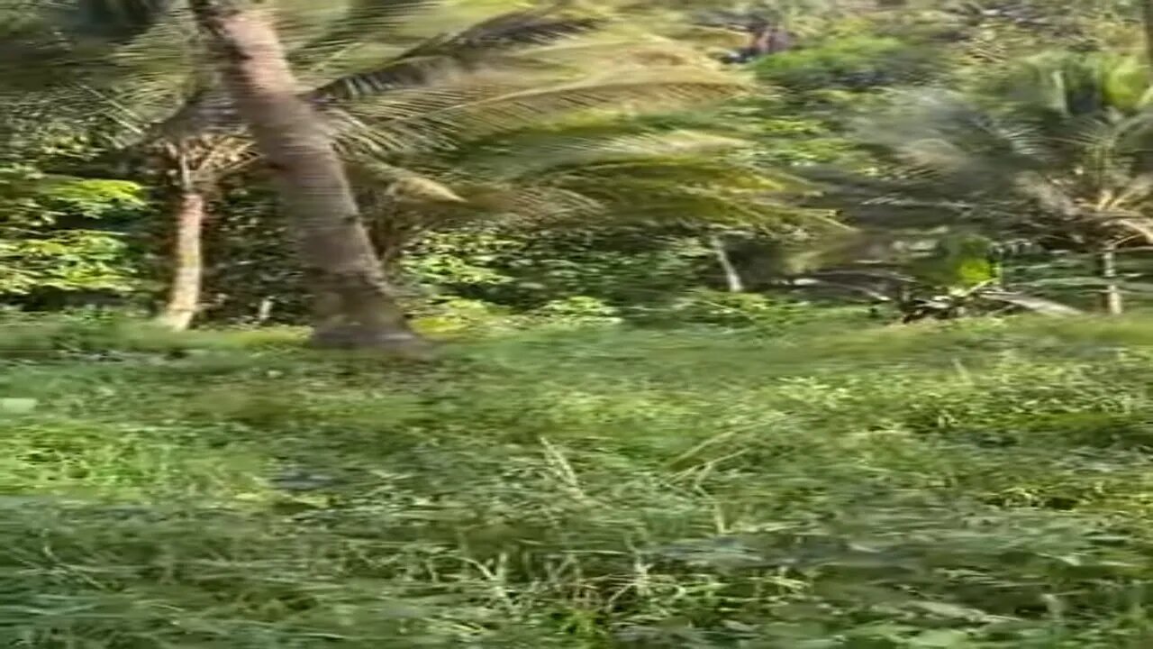 2-Our Land for Future Mountain Home Eden Area Philippines?