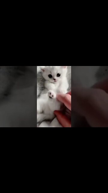 so cute cat one'like this cutie #cute#cat #kittens #cutecat #youtubeshorts