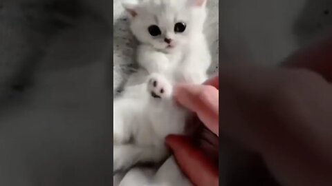so cute cat one'like this cutie #cute#cat #kittens #cutecat #youtubeshorts