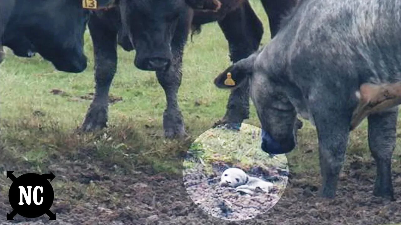 Vacas com comportamento estranho se juntam em círculo. O que turista flagra em seguida...