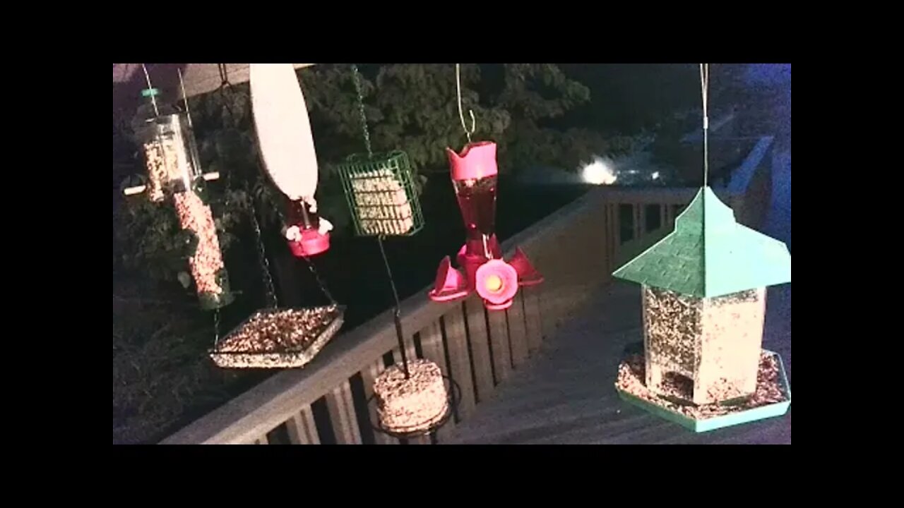 Live Bird Feeder in Asheville NC. In the mountains. Aug. 27 2021