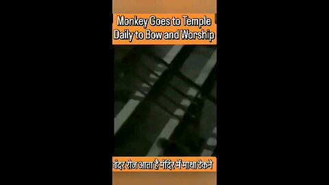 Monkey Goes To Temple For Worship