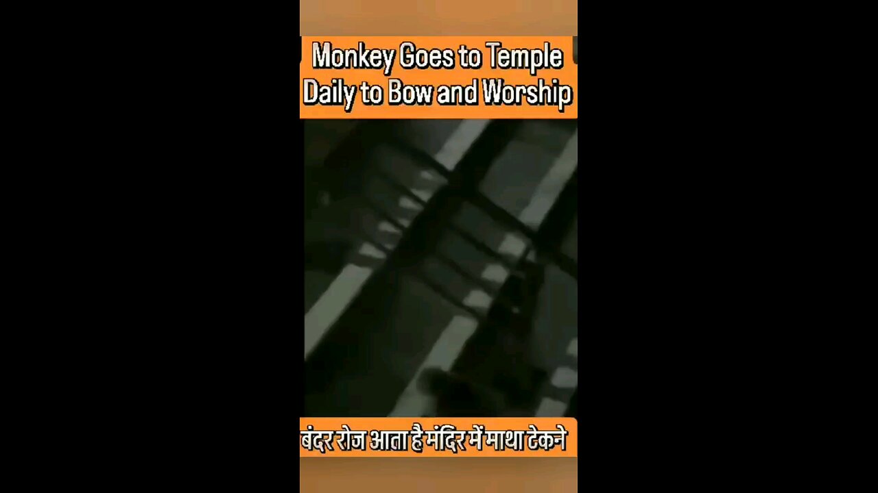 Monkey Goes To Temple For Worship