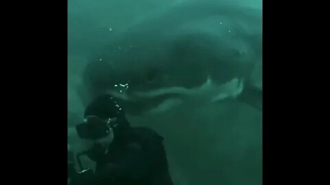 Shark crashes with Diver - Funny animal videos