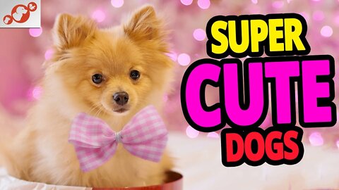 🐕 Super Cute Dogs – The Cutest Dog Video Compilation 2022!