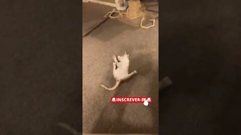 O que você faria se o seu gatinho fizesse isso Veja! 😱 #shorts