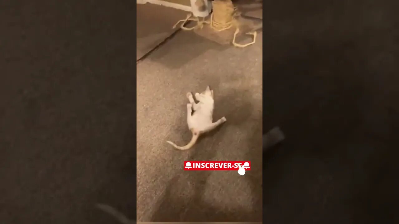O que você faria se o seu gatinho fizesse isso Veja! 😱 #shorts