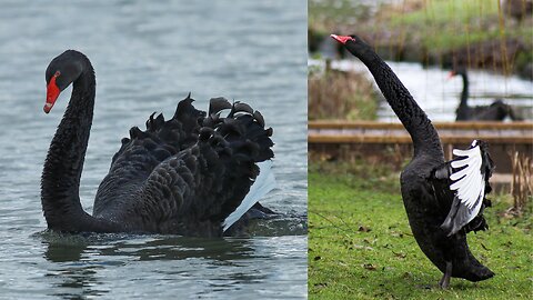 black swans