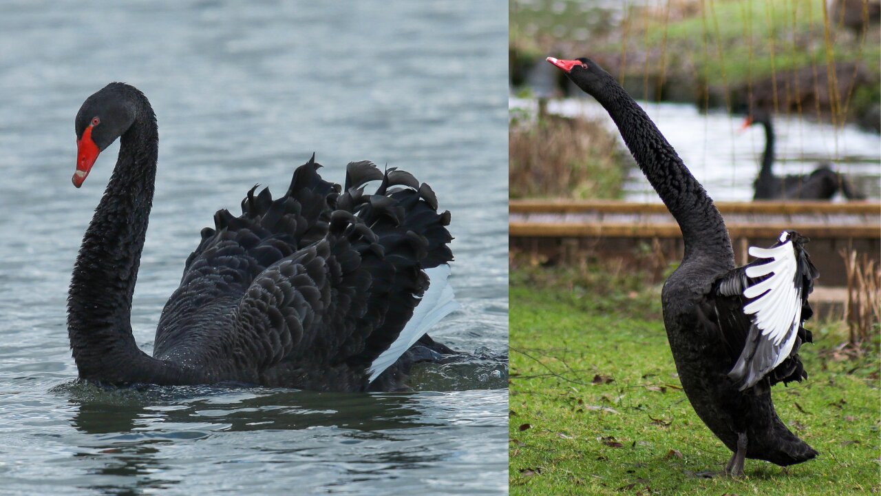 black swans