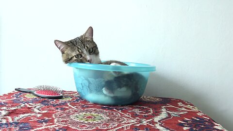 This Cat Fits into a Small Basin