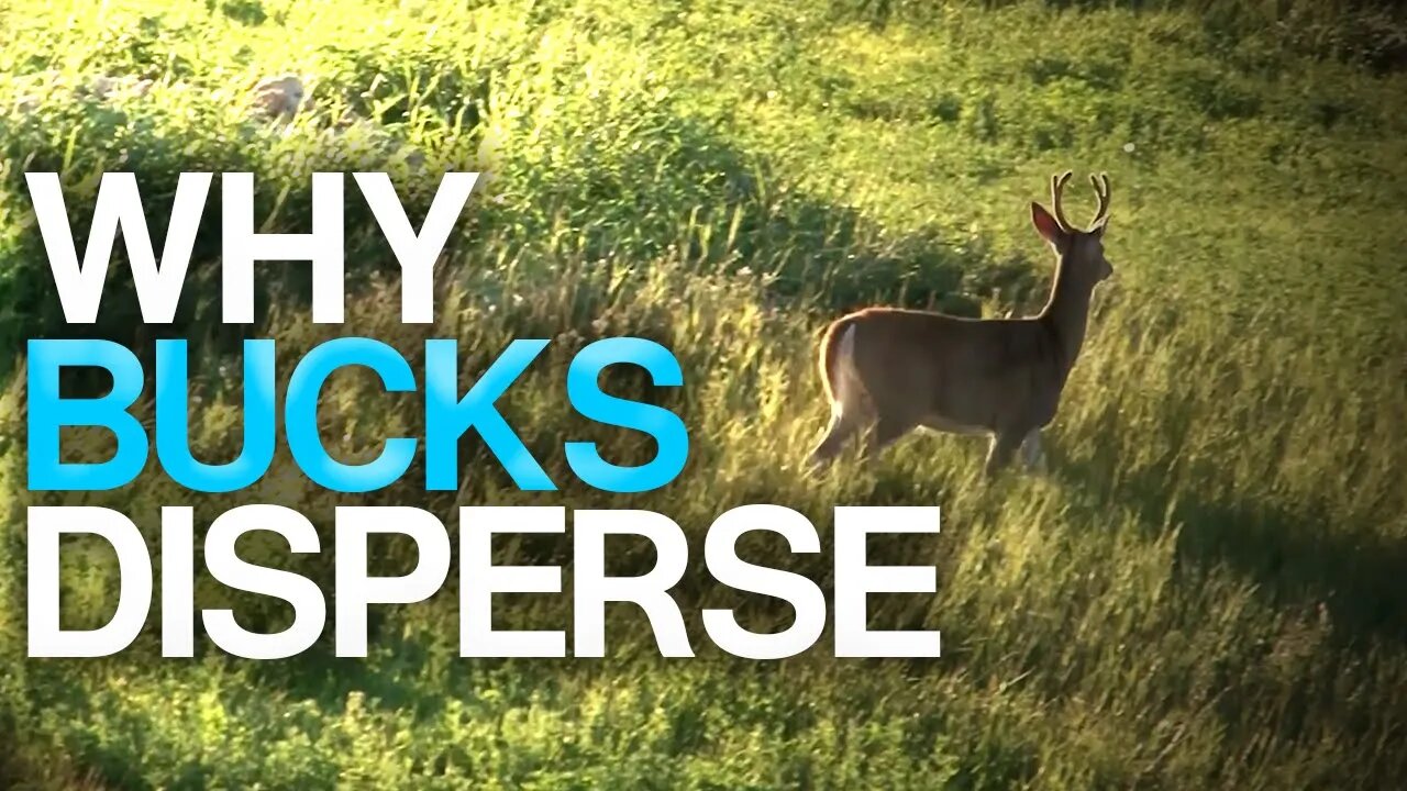 Why Whitetail Yearling Bucks Leave Their Home Ranges