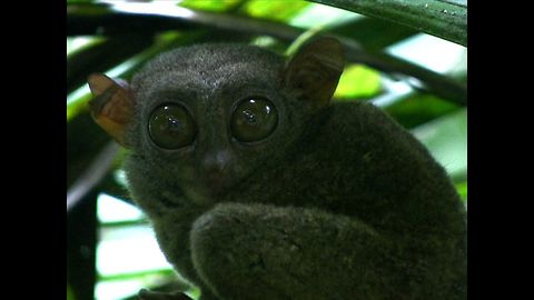 Cute Philippine Tarsiers Under Threat