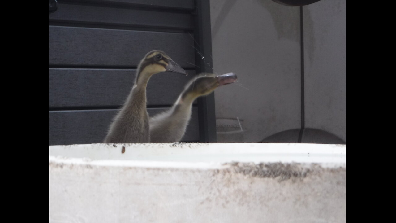 Ducklings hang out at the pool