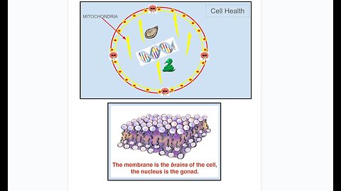 Health Alkemy Public Shares - WAPF Talk Part 1 Mitochondrial Furnace and 'Exhaust"