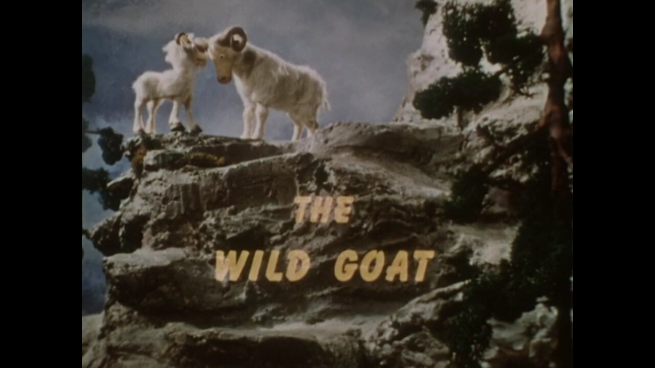 Davey and Goliath - The Wild Goat