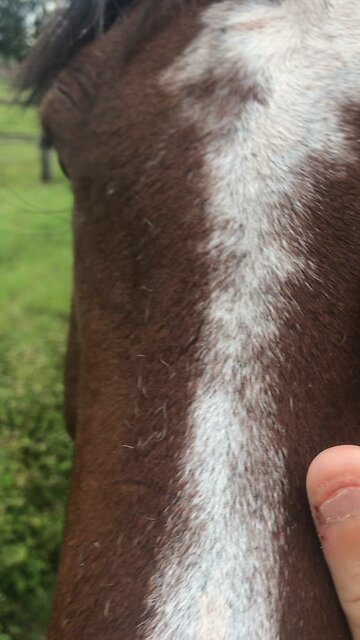 JOHN BOY, O PURO SANGUE DE DIREITA