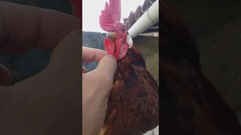 Eu dizendo ao Galinho que esquerda e direita não existe