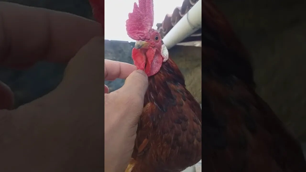 Eu dizendo ao Galinho que esquerda e direita não existe