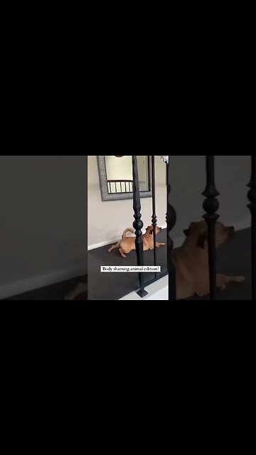 Funniest Dogs on Socials Part 3 #shorts #funniestdogs #dogshorts